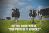 Do you know where your protein is sourced? Companies don't tell you!